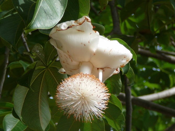 baobab-tree-flower