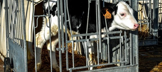 In Italia si allevano in gabbia 50 milioni di animali. Spazi e condizioni in cui sono costretti a vivere 