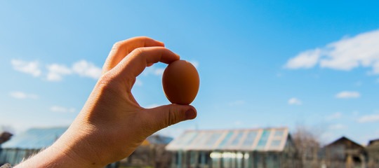 Una ricerca ha dimostrato perché la gallina domani è meglio dell'uovo oggi
