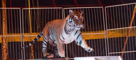 Entra in una gabbia del circo a Reggio Calabria, le tigri gli staccano braccio