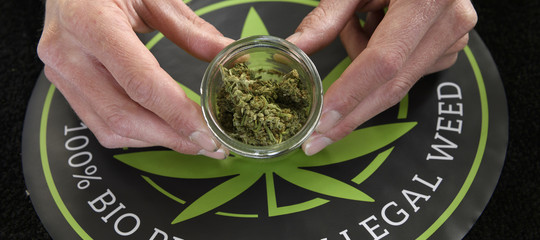 La Cassazione ha deciso che vendita e uso di cannabis light sono leciti