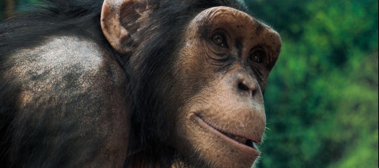 scimpanze limbani web miami