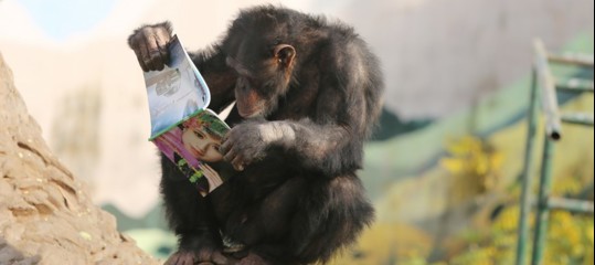 scimpanze limbani web miami