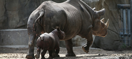 rinoceronte bond