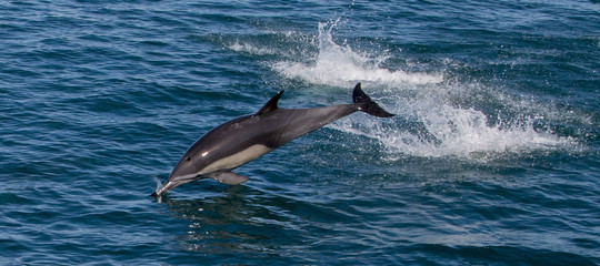 delfini morti toscana