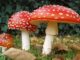 Amanita Muscaria: il fungo più famoso e riconoscibile del mondo
