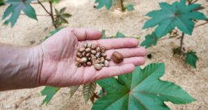 Cos'è la ricina, il veleno che ha ucciso madre e figlia