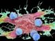 Le cellule piccole e alterate peggiorano il cancro